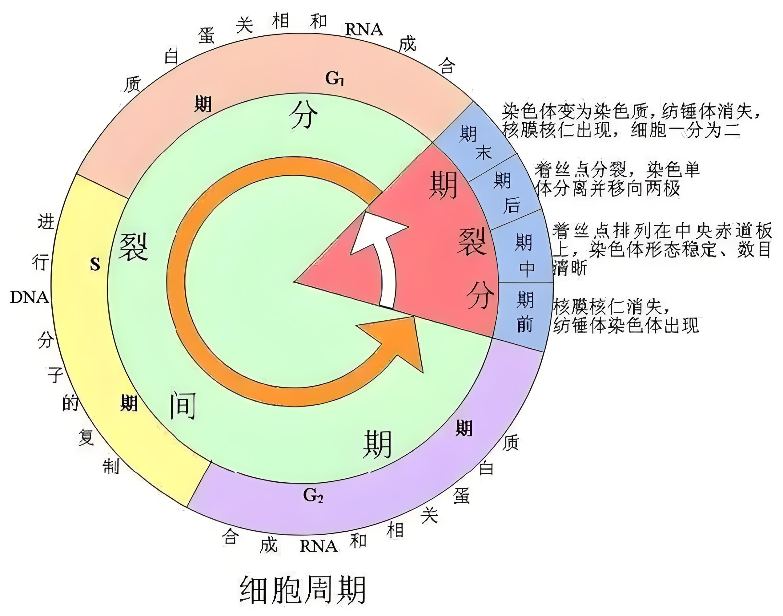 如何在节假日高峰期安全出行？_节假出行安全提醒_高峰出行注意安全